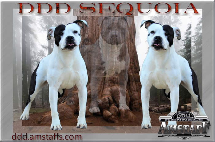 DDDawgs Sequoia